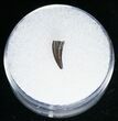 Richardoestesia Raptor Tooth From Montana #11390-2